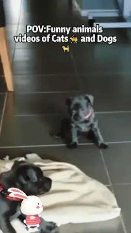 Cute animals, happy life#fyp #foryou #Cuteanimals #animals #animalsoftiktok  
