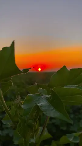 “SÖZ BIRAK..”📌🥀☀️🕊️ #ahmett6321 #viranşehir #istanbul #günbatımı #keşfet 