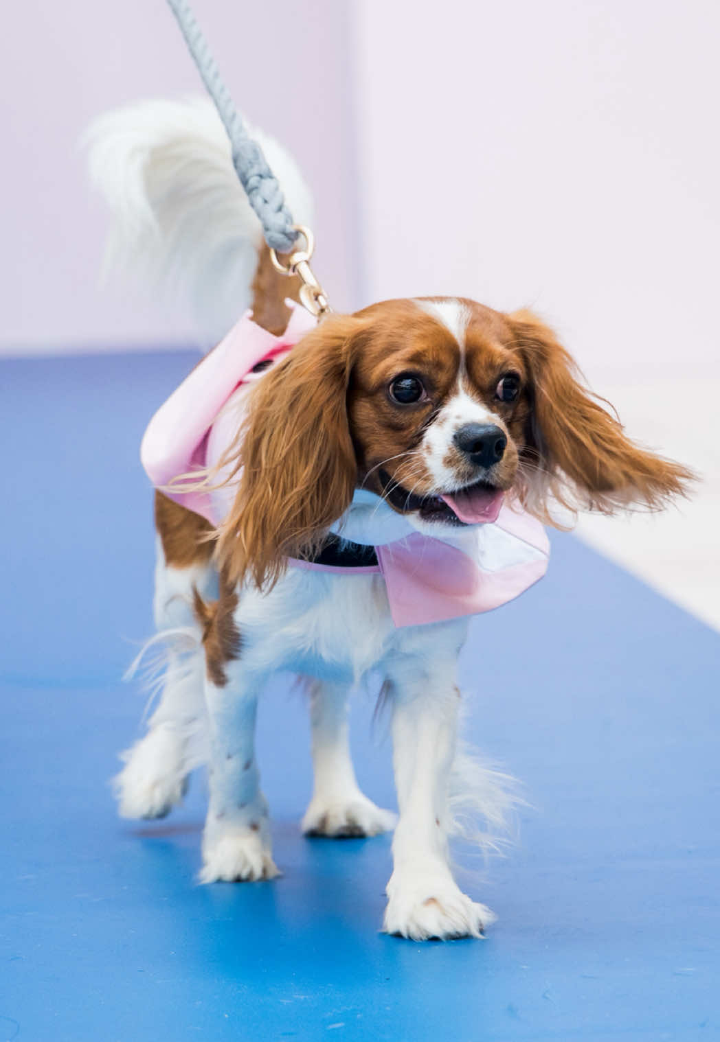 National Dog Day calls for a runway replay! 🐾 Pups stole the spotlight at Aventura Mall’s Paws on the Runway - in partnership with the Humane Society of Greater Miami and Dog Mom Walk. ✨ #dogfashionshow #dogsoftiktok #nationaldogday #dogshow #miami 