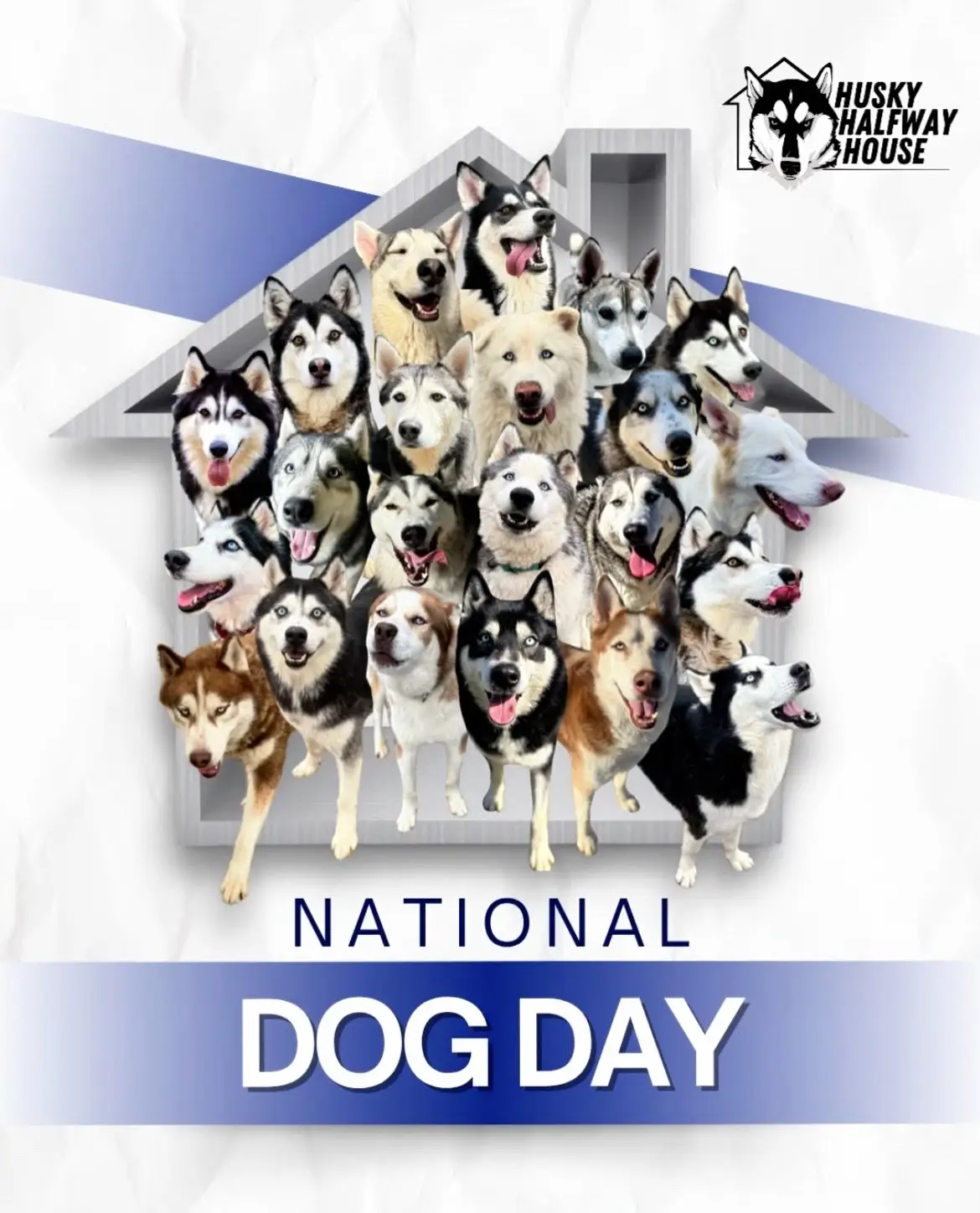 At H3 every day is Dog Day, but the calendar says today we make an extra effort. 🐾 So give us a hand. This place is packed with huskies, love, fur, and chaos. Today’s about celebrating the dogs who make our lives brighter: the zoomies, the snuggles, the mess, and the unconditional love. Now we want to see yours! 📸 Drop a photo of your dog (husky or nosky) in the comments 🐾 Tell us how they’ve made your life better And here’s a bonus. Every comment and interaction puts a little change in the Huskies’ jar. What better excuse to show off your fur babies? (Not that we ever need an excuse. Your pup pics make our day brighter every time.) Let’s fill this thread with the faces we love most. Happy #NationalDogDay from our pack to yours! 💙 #HuskyHalfwayHouse #HalfwayHusky #AdoptDontShop #huskiesoftiktok 