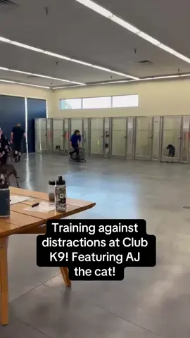 Distractions are part of the real world — even if it’s a cat on wheels 😹 Our group classes help your dog build focus and confidence so they’re ready for anything. 💪 ☎️ Call us at 702.885.1111  #clubk9lasvegas #lasvegas #dogsofttiktok 