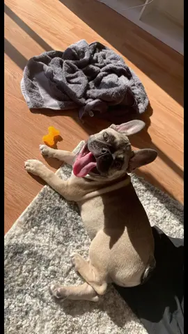 Happy 5th birthday to my first baby 🥹 #frenchiesoftiktok #frenchbulldog 