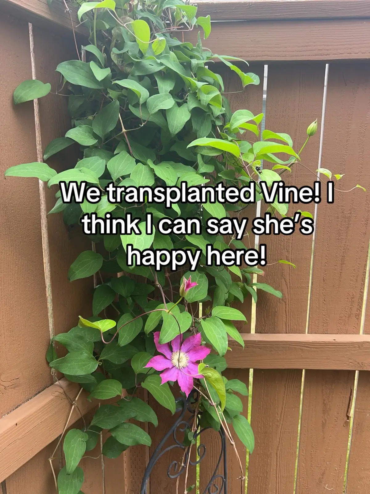 She wasn’t doing very well in the front porch area. It just got too hot there. As soon as we transplanted her around the corner in this little nook where she’s protected from most of the hot sun. She is just going crazy.#vine #garden #flower #Rachel🌹 #viral 