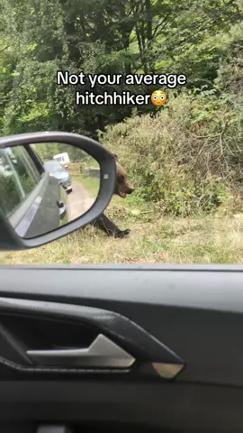 Yeah call an uber pal! @not devin  #bear #wilderness #fyp #nature