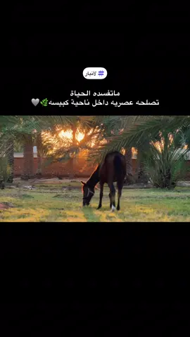 تحبون هيج اجواء!🍿🌿#العراق #الانبار #كبيسة #تصوير #المصمم_تايكر 