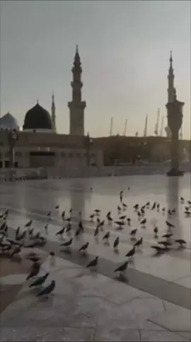 المولد النبوي الشريف#المولدالنبوي #المولد #المولد_النبوي #الصوفية #الأشاعرة_أهل_السنة_والجماعة 