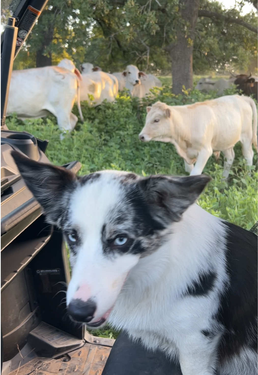 @Can-Am makes ranch dog life easy! Happy National Dog Day! 🐾 #dog #ranchlife #cowboy #dayinthelife 