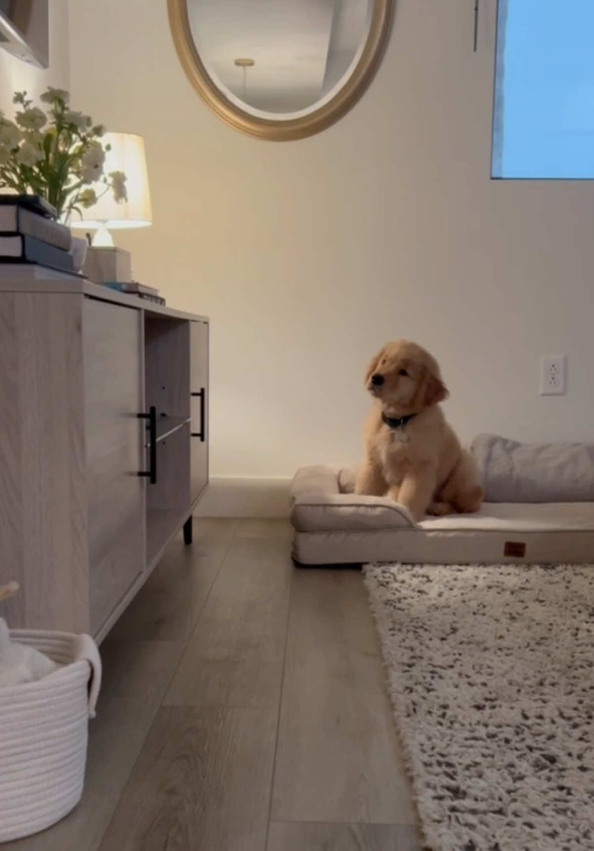 Been working on commands without treats… How am I doing? 🤓🥳 #puppytraining #dogsoftiktok #goldenretriever #creatorsearchinsights 