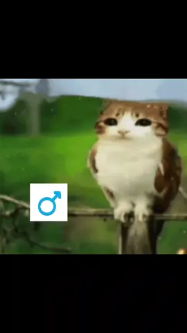 créditos: @pipiisd  #meow #meowl #cat #coconut 