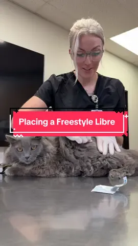 Placing a freestyle libre on a diabetic kitty. He did amazing! #diabetes #vetmed #vettechtok #freestylelibre 
