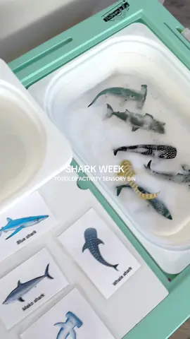 Fun sensory activity for toddlers & they get to learn about sharks 🥰🦈 #sharkweek #toddlersensory #sensorybinideas #sharktoys #toddlertoys 