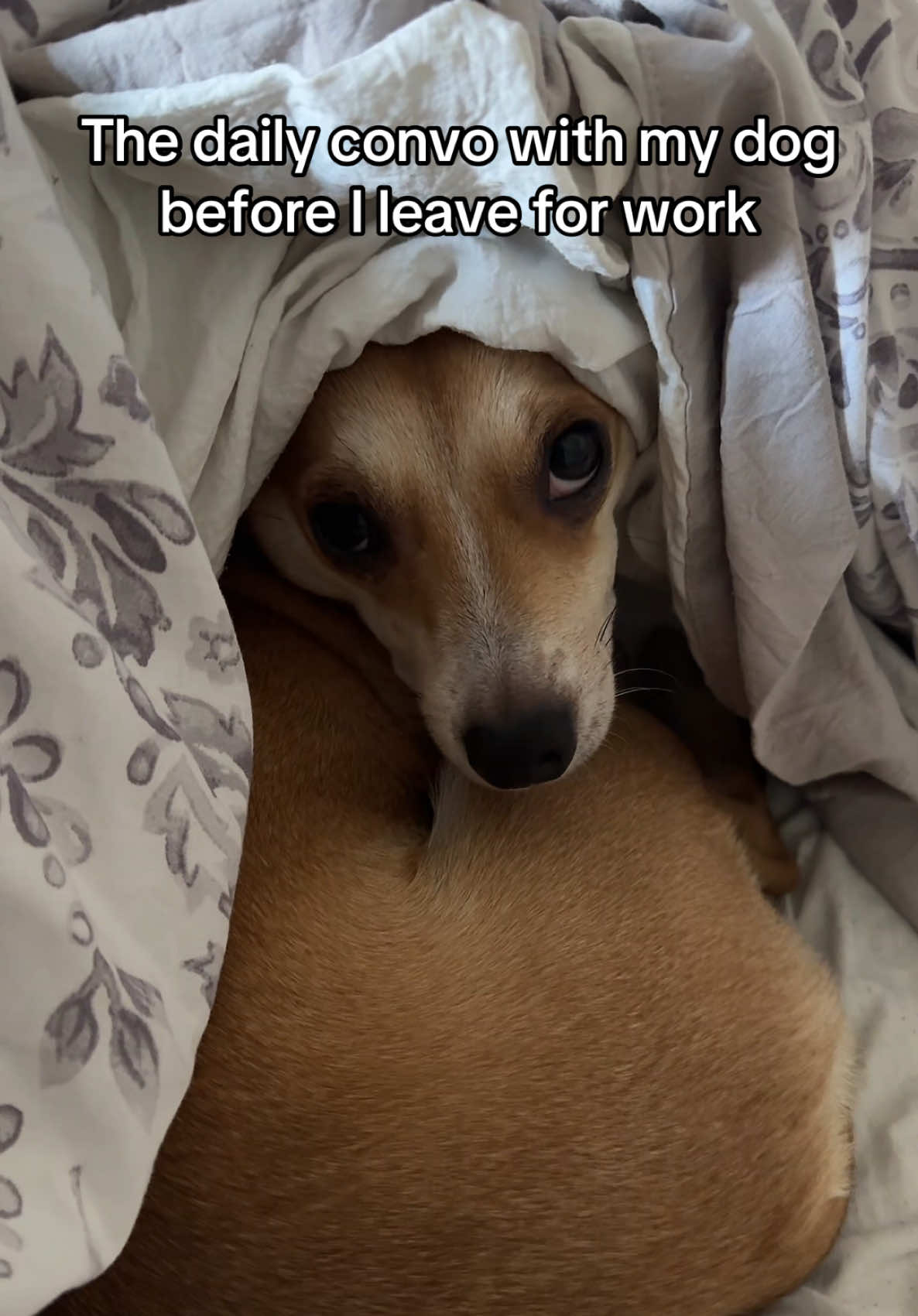 She doesn’t know I leave at the absolute last minute so I can keep cuddling her. #chawiesquirrel #doggy 