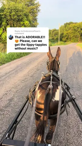 Replying to @EndurancePaso Mojo’s tippy taps. I had to add the second clip too. He had me giggling a lot #donkey #minidonkey #fyp 