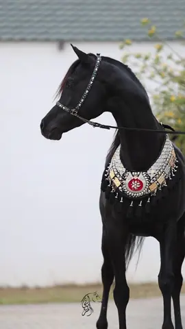 #فهد_سعد_خيال_الخيل_عشق_❤️🐎❤️ 