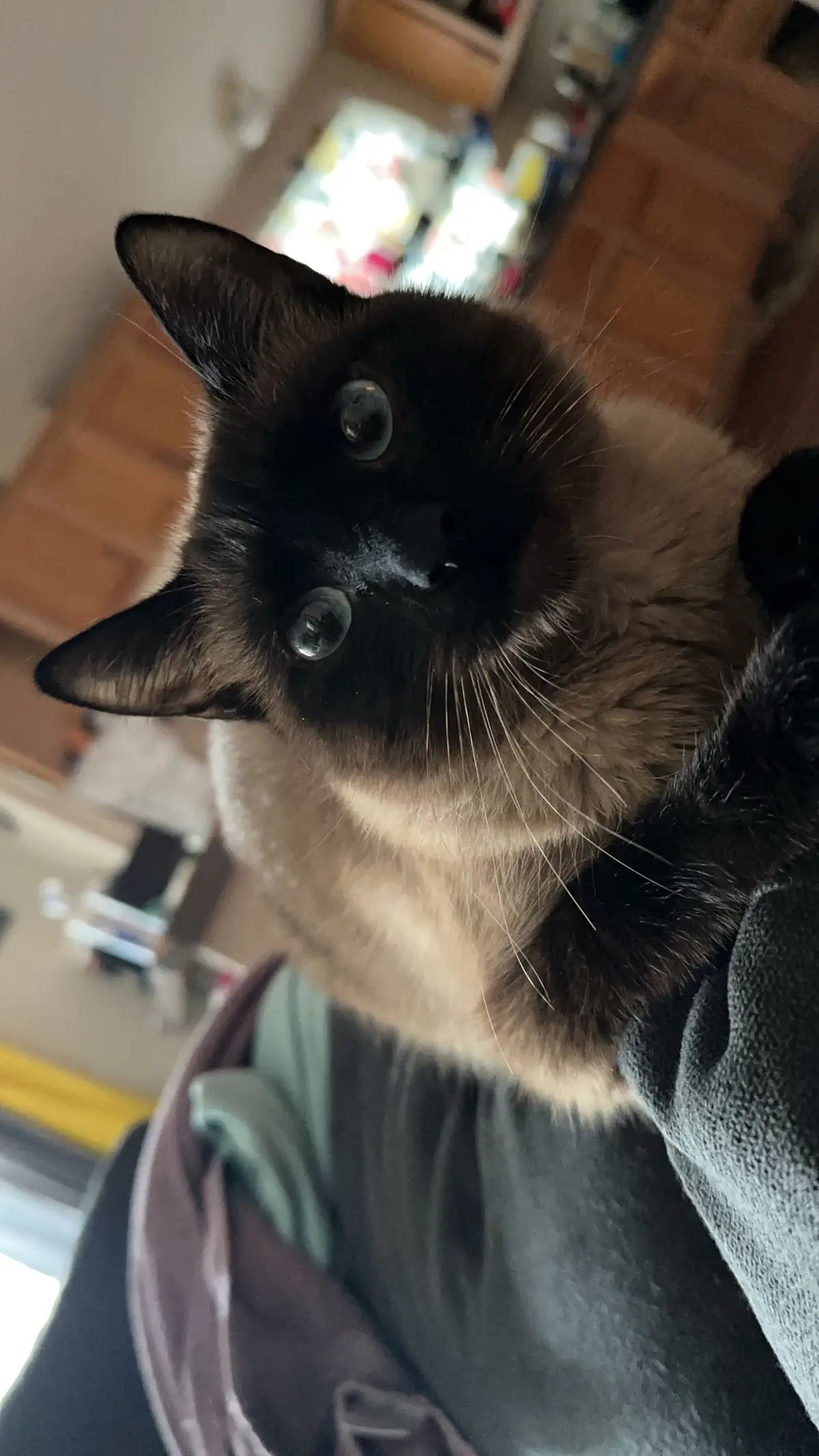 #catsoftiktok 