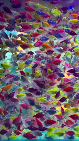 اسماك الزينة   Ornamental fish