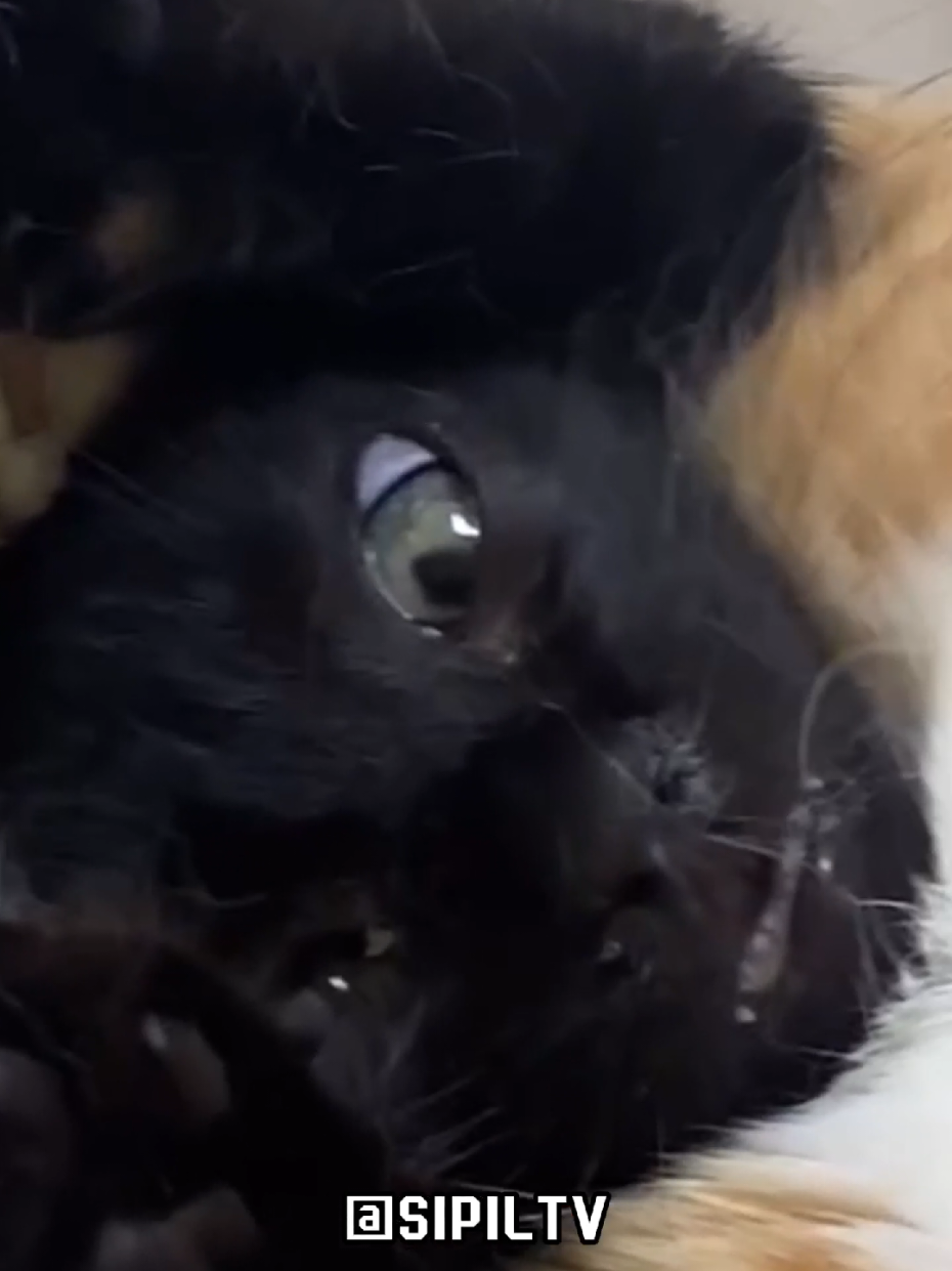 O gato perdendo as forças... kkkkkkkkkk #humortiktok 
