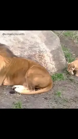 #lion #cubs #nature #wildlife #fyp 