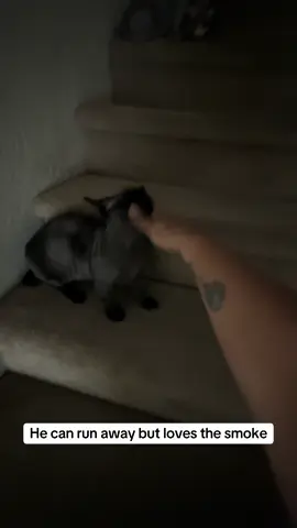Tiny arms McPoopoo