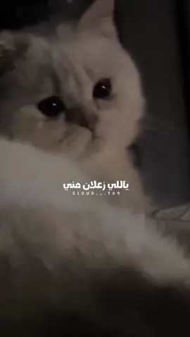 يا حبيبي انا اسف😭 . تصميمي ✨☁️ غيمة ☁️✨ #فيروز #اديش_كان_في_ناس #اه_يا_حلو_يا_مسليني  #تبقى_ميل_تبقى_سآل🎵 #اغاني_فيروز    # ابو_وديع 