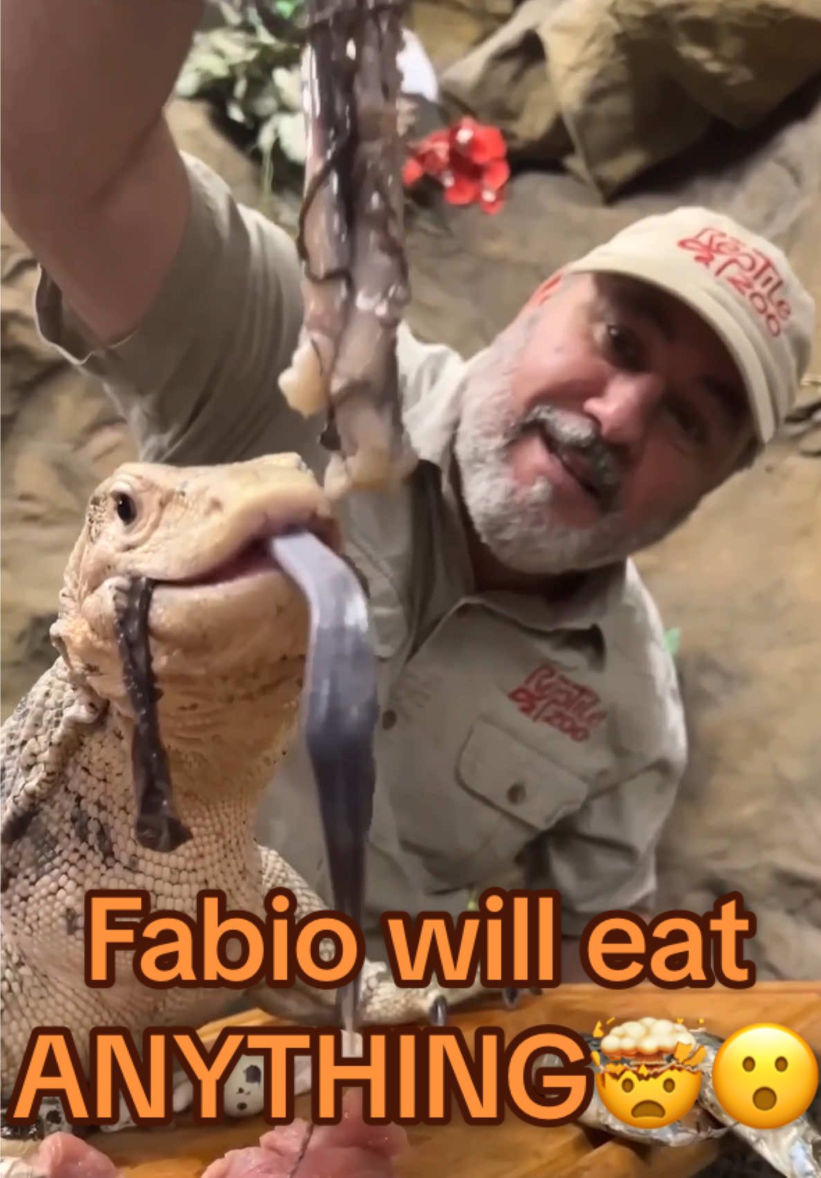 Feeding time with Fabio the giant monitor lizard is always a wild ride! 🦎🍗 Today we treated him to a full mukbang, and let’s just say this guy one messy eater! 😂💦 but he’s also built to handle just about anything you give him😳 Monitor lizards have incredibly strong stomach acid, so acidic that it can break down bones, fur, feathers, and even shells! 🧪💀 Their digestive system is designed for efficiency, making them one of nature’s most effective scavengers and predators🤯 Fabio can devour anything and he will😁