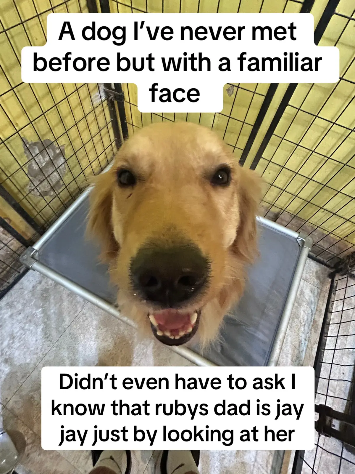 A familiar face but not my bestest friend😔#fyp#97thdogfamily#jayjaypups#97thdogfamilyforever#familiarface 
