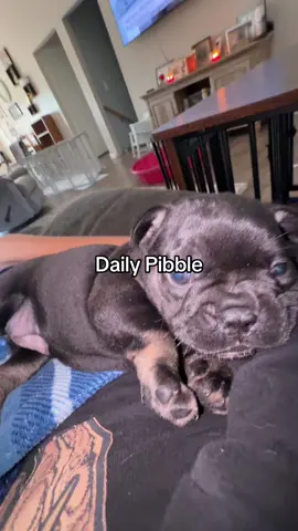 #fypシ #fyp #frenchbulldog #pibble #puppy 