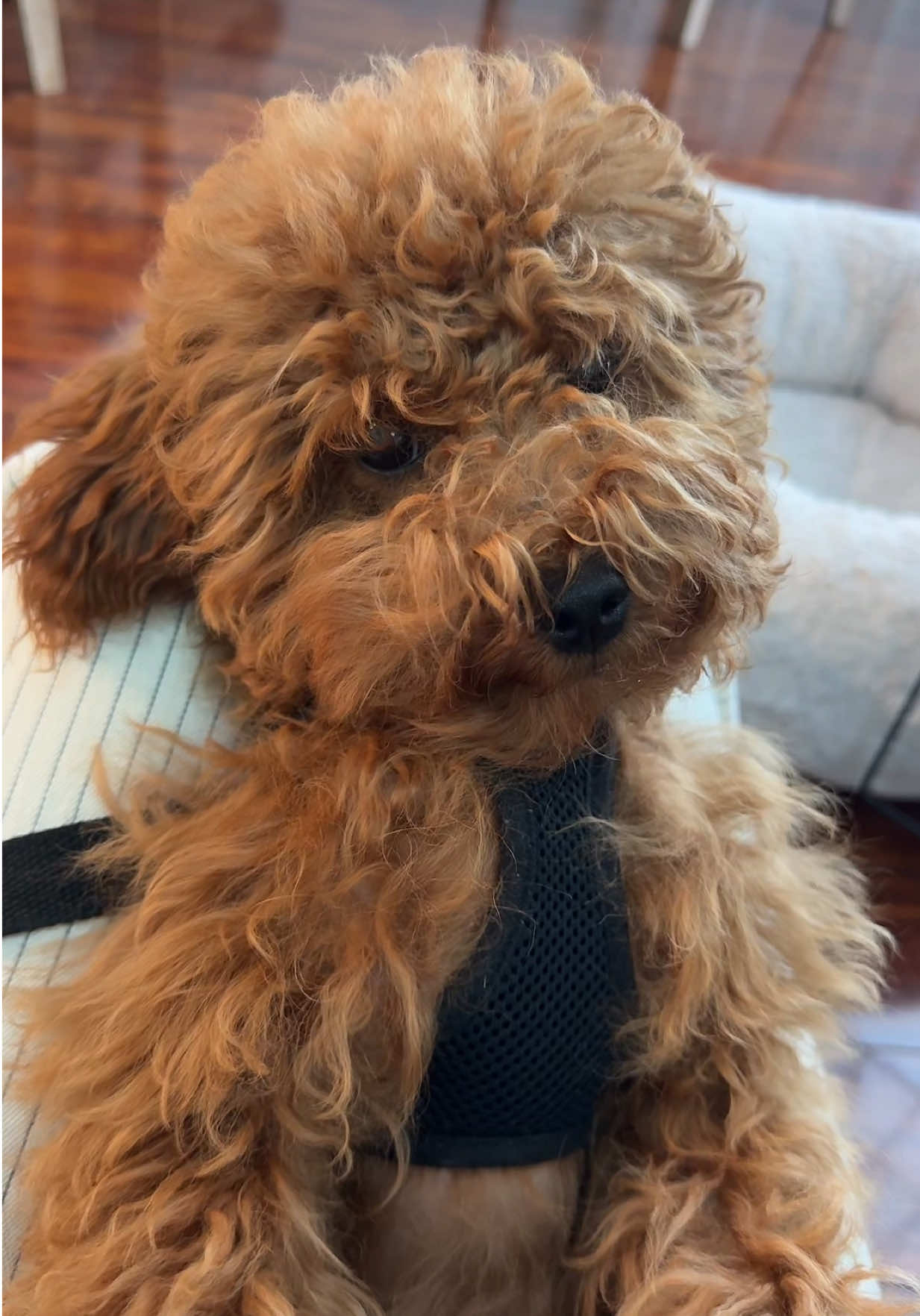 the worst part about going back to school💔 #dogmom #dogmomlife #minigoldendoodle #goldendoodle #puppy 