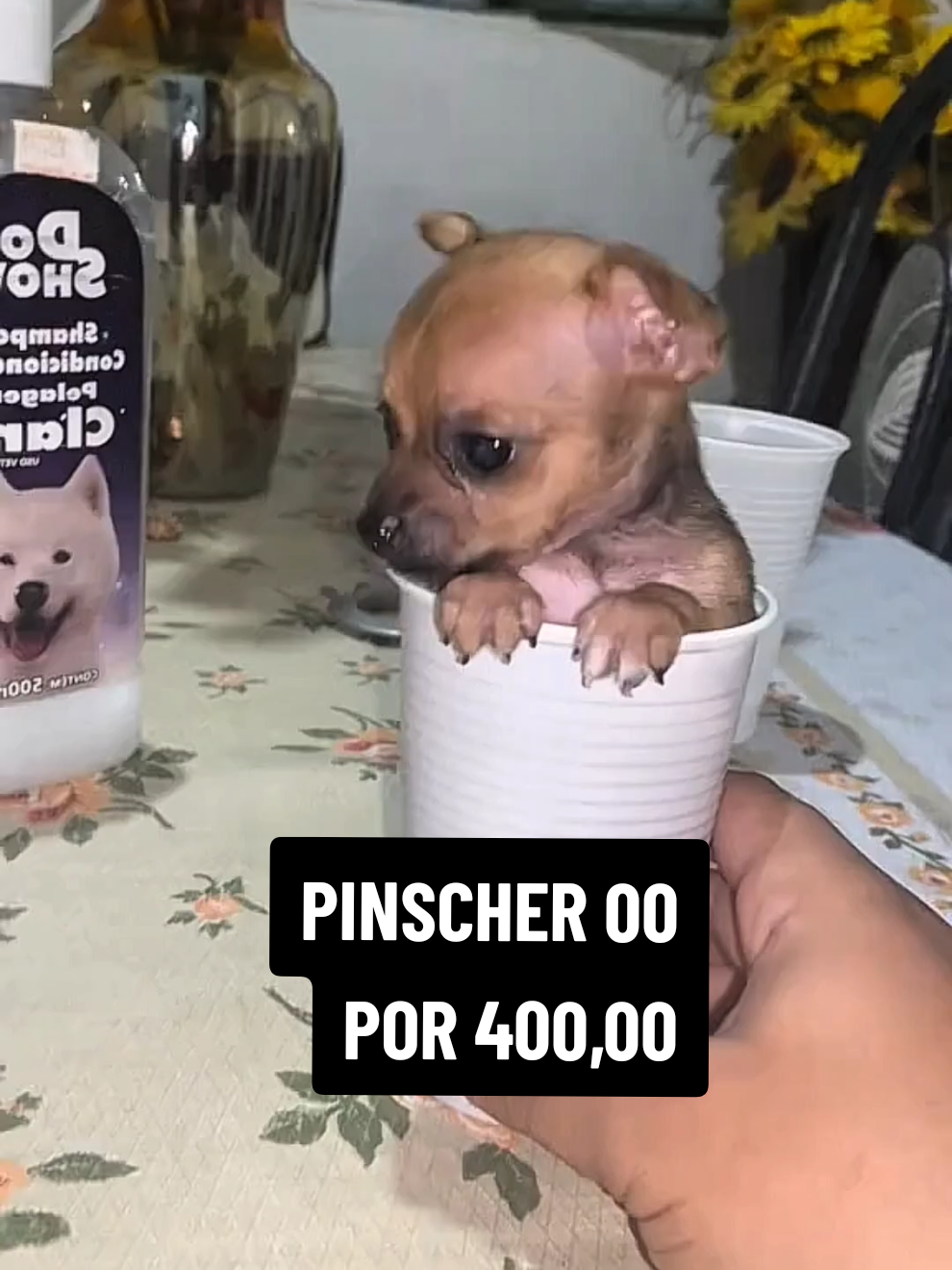 Envio para todo Brasil #pinscher #pinscher0 #pincher #pinschermini 