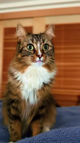 Where your witnesses huh? #PetsOfTikTok #fyp #foryoupage #trend #catsoftiktok 