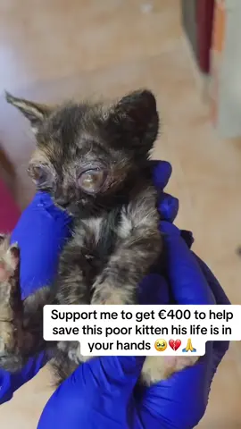 Support me to get €400 to help save this poor kitten his life is in your hands 🥹💔🙏#catrescue #savelife #donate #goviral 