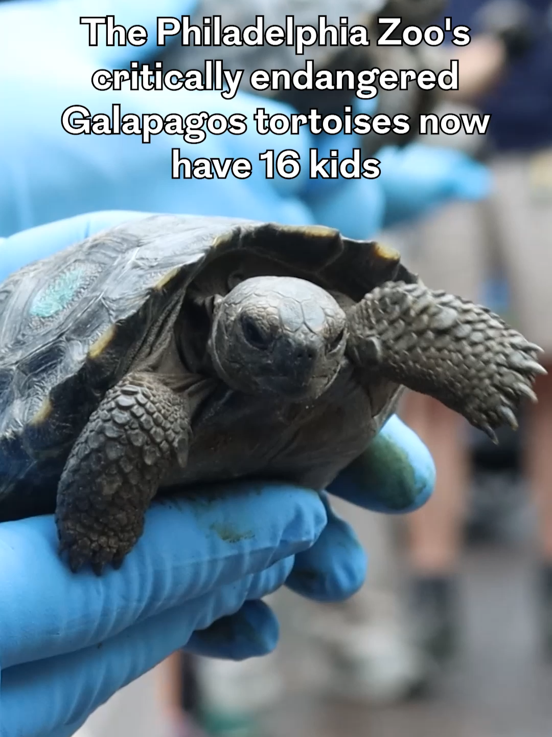 🐢 The Philadelphia Zoo's endangered Galapagos tortoises now have 16 kids.Another nine critically endangered Western Santa Cruz Galapagos tortoises have hatched at the Philadelphia Zoo, marking milestones for the nearly 100-year-old parents and conservation efforts. 📷 by The Associated Press; The Philadelphia Zoo ✂️ by Astrid Rodrigues / Staff