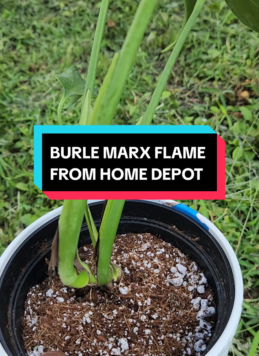 Burle Marx Flame from Home Depot #burlemarxflame #homedepot #PlantTok #plantsoftiktok #plants 