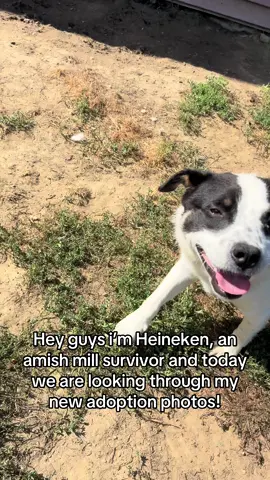MEET HEINEKEN 🐶  Rescued from the amish, given away for free because he didn’t like chickens, he’s now at our rescue! Ready for a new home ❤️ #dogrescue #rescuedog 
