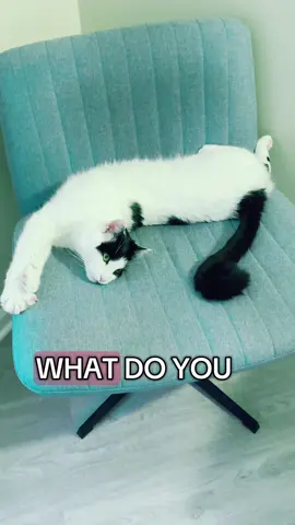 Life of a stay at home cat  #cat #cats #catsoftiktok #funnycat 