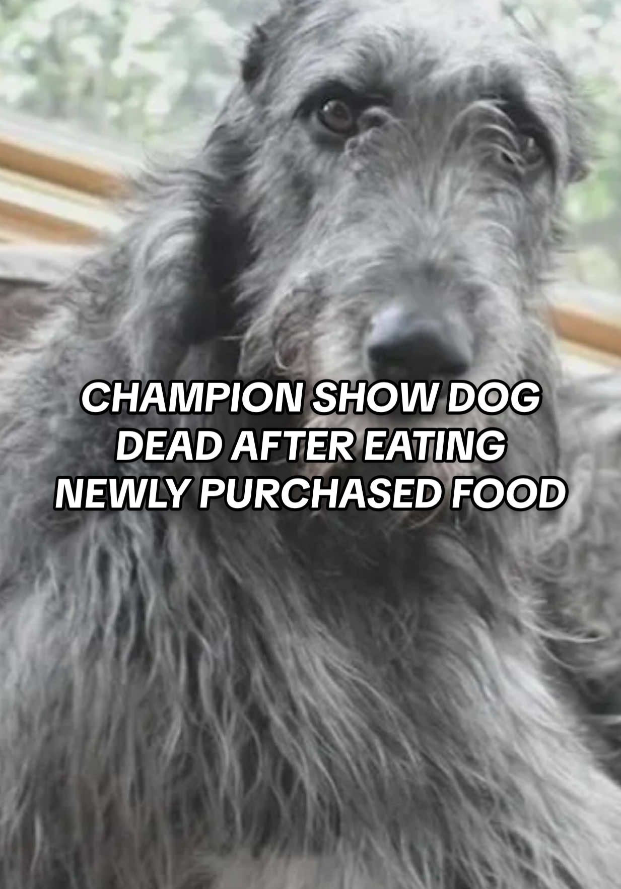 Click the link in our bio to learn more ❤️‍🩹 #dogmom #dogparent #dogdad 