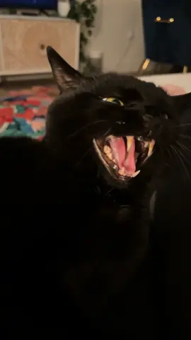 My hissy boy 🖤🐈‍⬛#catsoftiktok #catlovers #familyguy #blackcatsoftiktok #fyp 