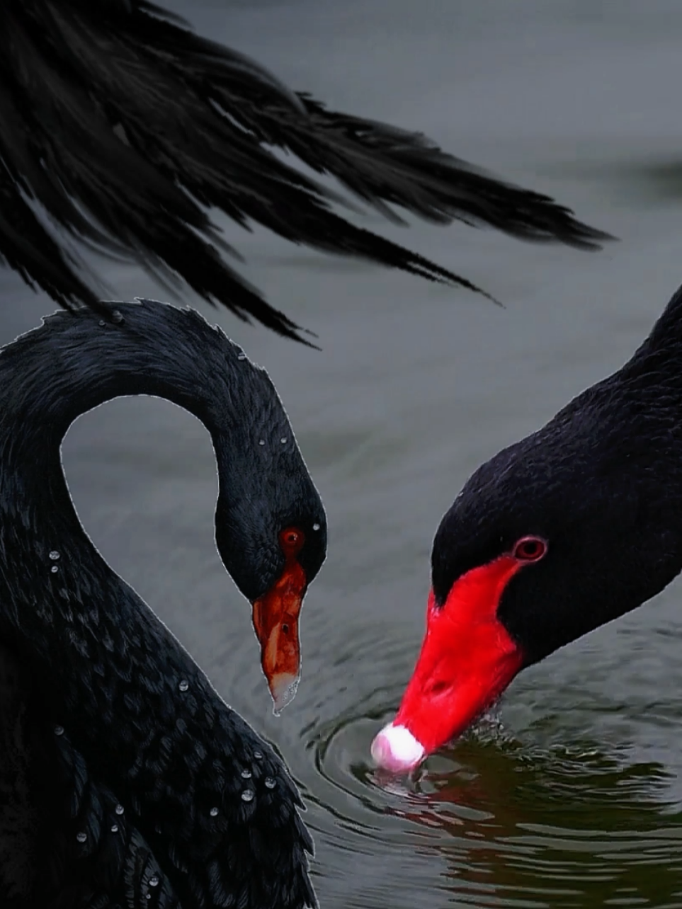 Black Swan ✨ | short & simple | #fyp #foryou #xyzbca #blackswan #viral 