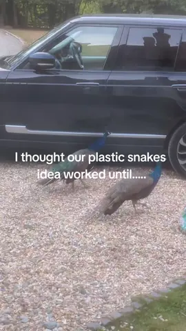 peacocks update, the plastic snake deterrent didn't work at all 😭 #fyp #foryou #trending #manor #countryhouse