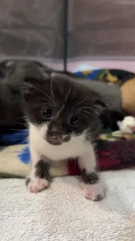 Never have I ever had a staring contest with a sleepy kitten. Put one finger down. Your welcome. #kitten 
