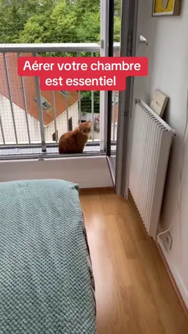 Sécurisez vos fenêtres pour éviter une chute de votre chat. #securite #chat #fenetre #appartement #animal 