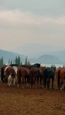 The perfect rainy day at the lodge…  #landscape #Wyoming #fyp #fypシ゚viral #duboiswyoming 