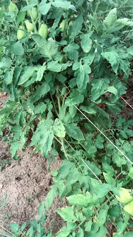 #cortando#los tomates 🍅 
