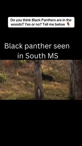 #stitch with @HAEGAN⚡️ do y’all think this is in our woods? #blackpanther #animals #woods #learning