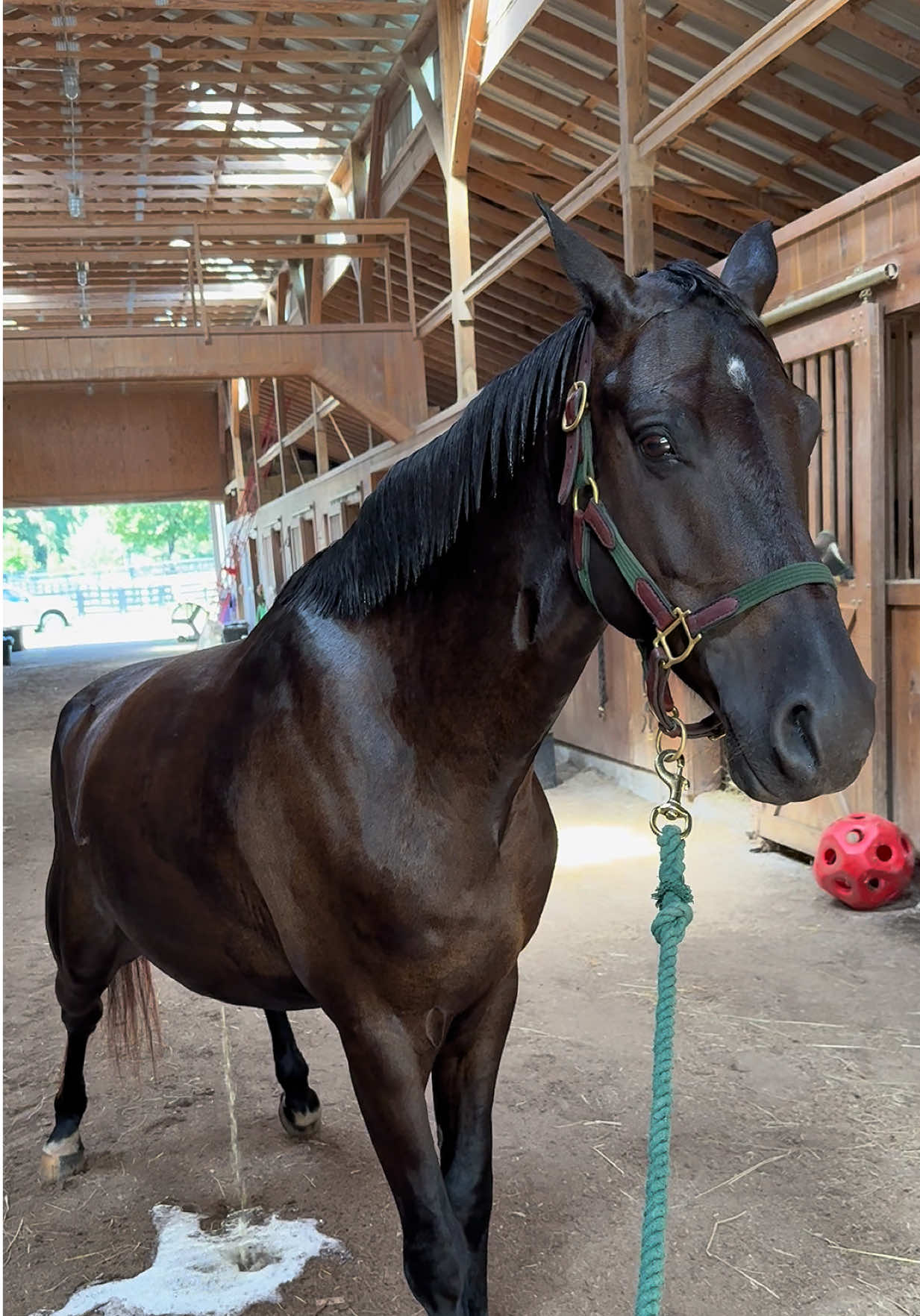 What they should mean when they say boys will be boys #horse #smoothbrain #equestrian #fyp #gopissgirl 