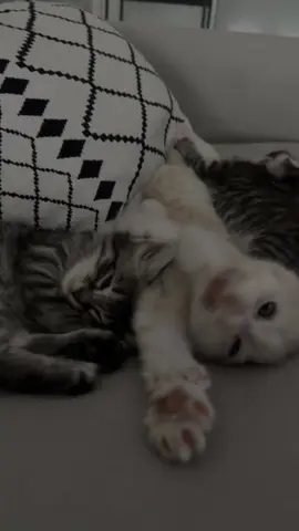 #fyp #chaton #mignon #cat 