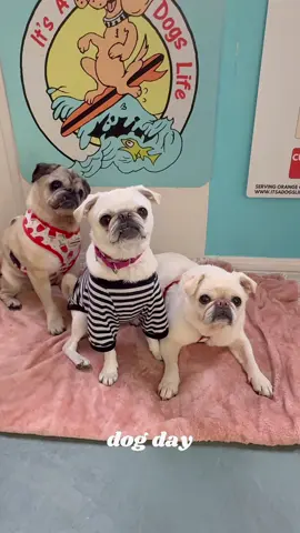 Happy National Dog Day 🤙🥰💖 Woof  #nationaldogday #pugday #surfgidgetthepug #pugs #itsourday #dogday #tuesdayvibes 