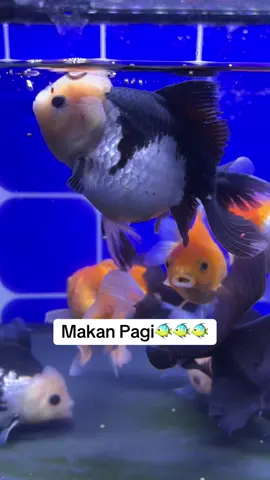Goldfish🐠 #goldfish #kokipanda 