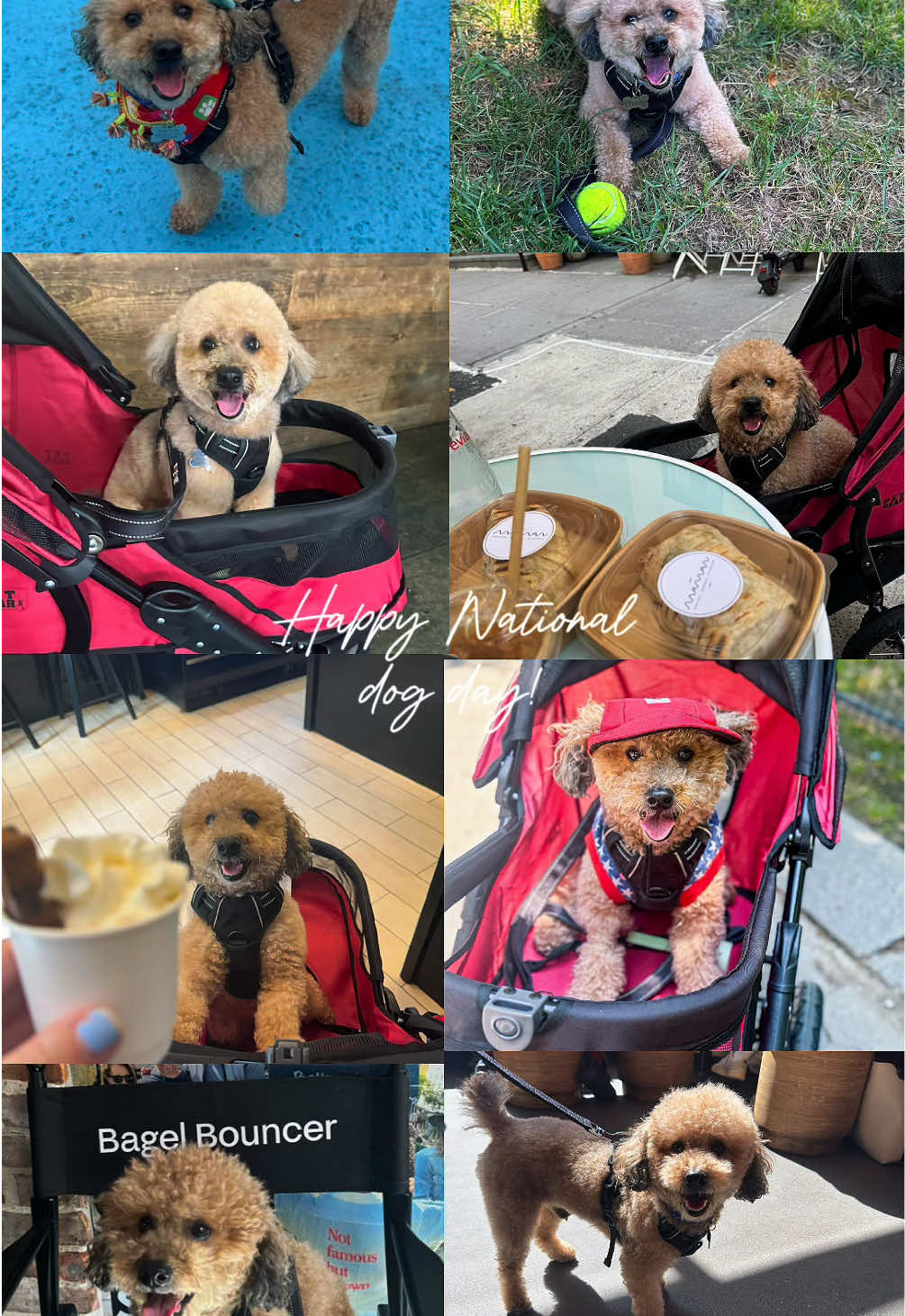 happy national dog day 💕 #nationaldogday #dogsoftiktok 