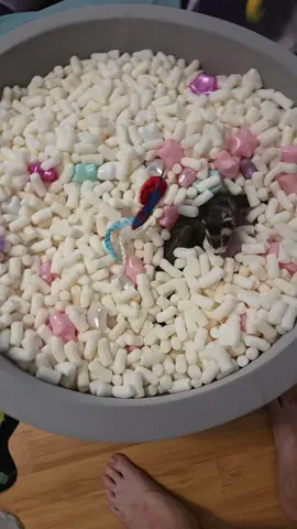 Cheep Wrnt Web Slinging 🥔🍪💨 #ferrets #ferret #cheepgoyeet 
